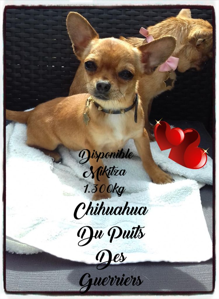 Du Puits Des Guerriers - Chihuahua - Portée née le 31/10/2016